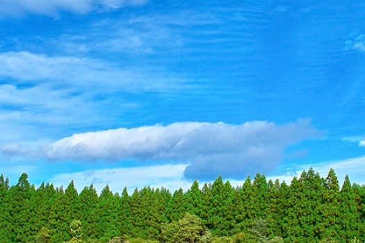 木材活用の期待感